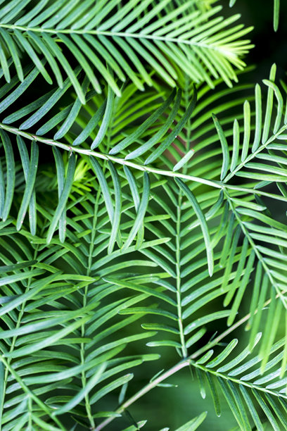 针叶树的针叶。色彩丰富的植物特写宏观照片。模糊的背景带有高光，散景效果。留有文字空间。自然之美。特写。纯色背景。图片下载