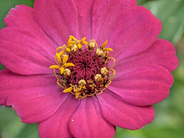 野生自然生长的花朵特写照片图片下载