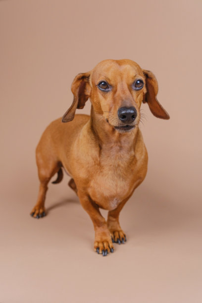 全身腊肠犬站在米色地板上，表情严肃，适合用于犬种展示、服从训练或宠物训练的库存视觉素材。图片下载