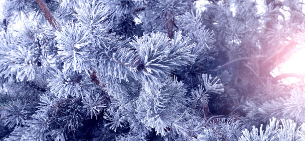 带有霜冻的松枝的横向圣诞背景。节日冬季横幅，展示了冰冻的冷杉树枝。以霜冻冷杉枝为主题的节日横幅。照片色调为蓝色。图片下载