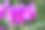 甜豌豆。色彩丰富、细节清晰的花卉特写照片。模糊的背景中有高光和散景。留有文字空间。自然之美。特写镜头。图片下载