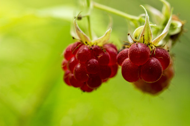 明亮的树莓果实在灌木上。色彩丰富的详细宏观照片，展示果实。留有文字空间。自然之美。特写。树莓。悬钩子属。蔷薇科。黑莓。药用果实。退烧药。图片下载