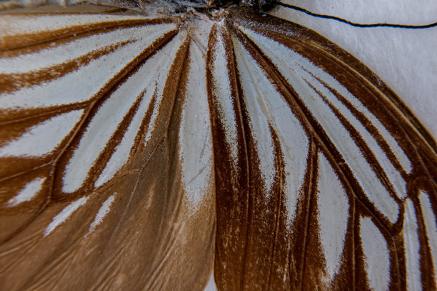 蝴蝶翅膀细节的微距照片图片下载