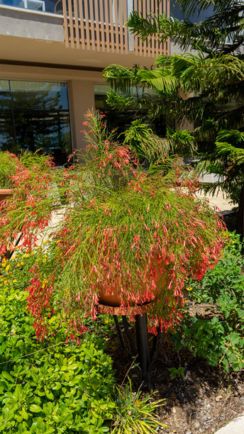 美丽的火箭花或鞭炮花属于车前草科或紫草科的开花植物属。竖版图片图片下载