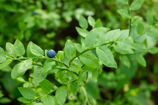 野生蓝莓灌木与单颗成熟浆果特写图片下载