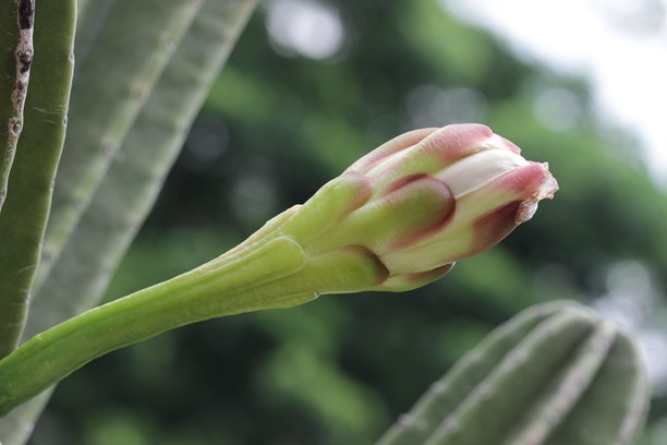 仙人掌花蕾，特写照片视角图片下载