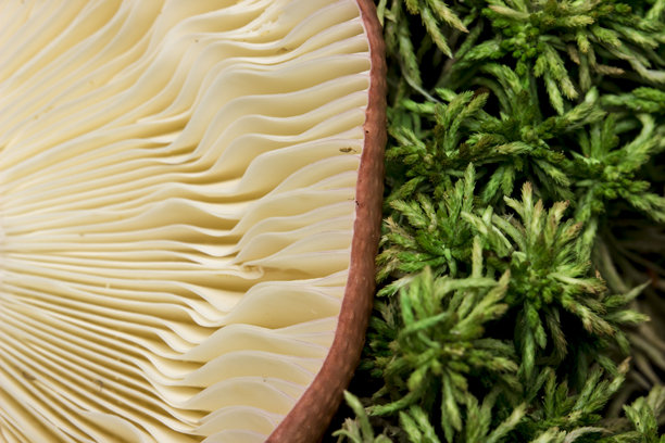 蘑菇盘与纯色背景。色彩丰富的细节特写照片，背景模糊。留有文字空间。自然之美。特写镜头。图片下载