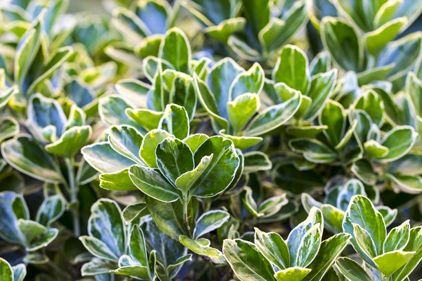 卫矛叶子。草地背景。自然生长中带有水滴的花朵的彩色照片。特写。模糊背景带有高光和散景。日本卫矛白边品种。图片下载