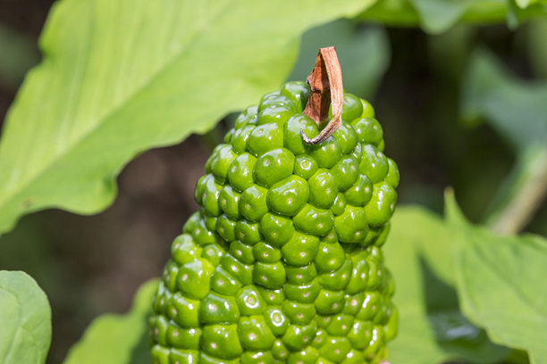 魔芋。色彩丰富的花朵特写宏观照片。模糊背景。特写。魔芋（Amorphophallus kiusianus）。天南星科。尸花；魔鬼舌头；九州巫毒百合；巫毒植物。图片下载