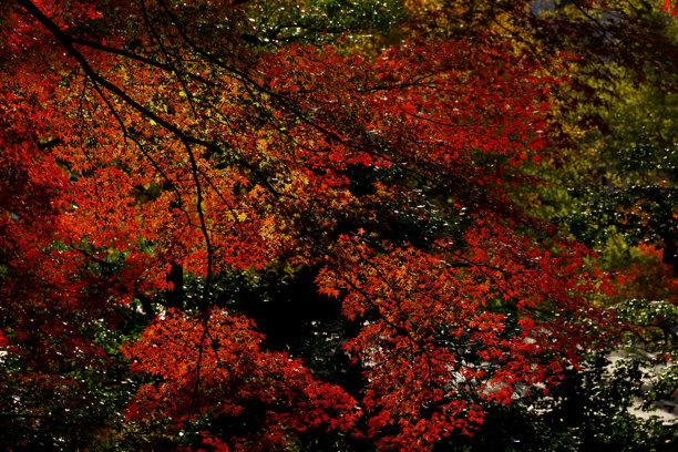 秋天枫叶的日本枫树背景素材照片图片下载