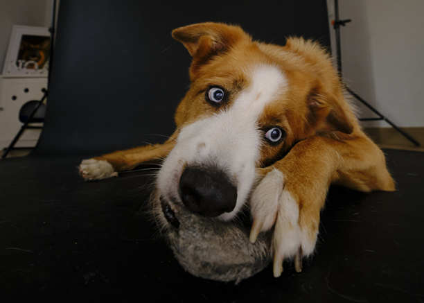 黑色背景下的蓝眼牧羊犬。摄影棚照片。图片下载