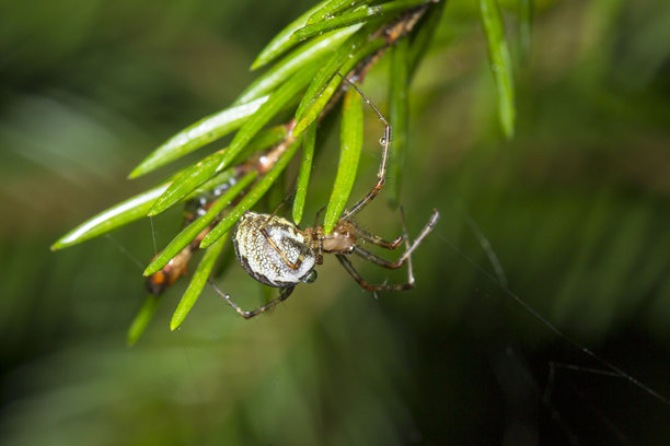 一只盘腿而坐的蜘蛛在云杉树枝上，背景为深色，蜘蛛网上有色彩丰富的照片。这是一张昆虫的微距照片，留有文字空间。花园蜘蛛。阿拉尼乌斯。阿拉尼乌斯·迪亚德马图斯。阿拉尼科。图片下载