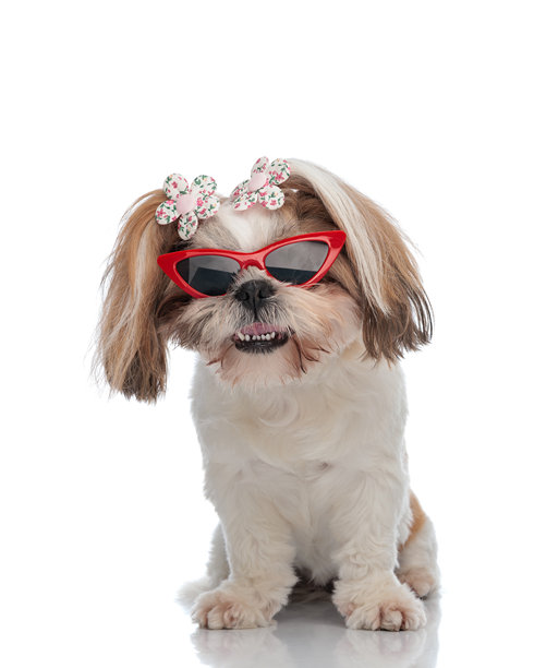 酷炫的小狮子狗女孩，戴着太阳镜，头上插着花，吐着舌头。图片下载
