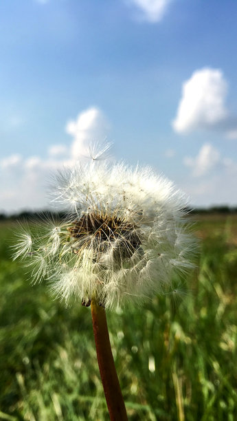 蒲公英花的特写照片，种子在阳光明媚的户外环境中从花朵飞散。图片下载