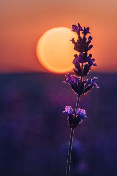 薰衣草日落田野：植物在金色时光中绽放，散发出芳香疗法的精华，沐浴在柔和的光线下。图片下载