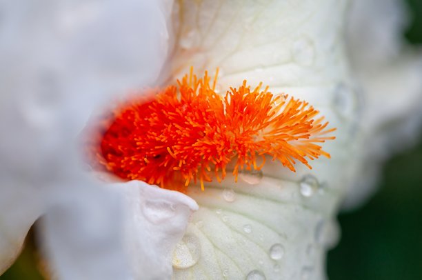 一张令人惊叹的白色鸢尾花特写照片，带有鲜艳的橙色细节。图片下载