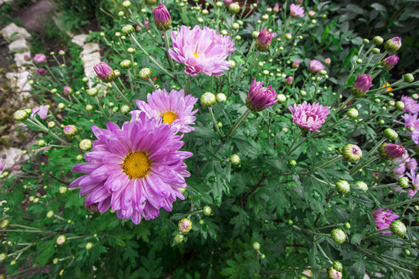 花园菊花。色彩丰富的详细特写照片，背景模糊，带有高光和散景效果。留有文字空间。自然之美。特写。菊花。花园。图片下载