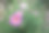 花园菊花。色彩丰富的详细特写照片，背景模糊，带有高光和散景效果。留有文字空间。自然之美。特写。菊花。花园。图片下载