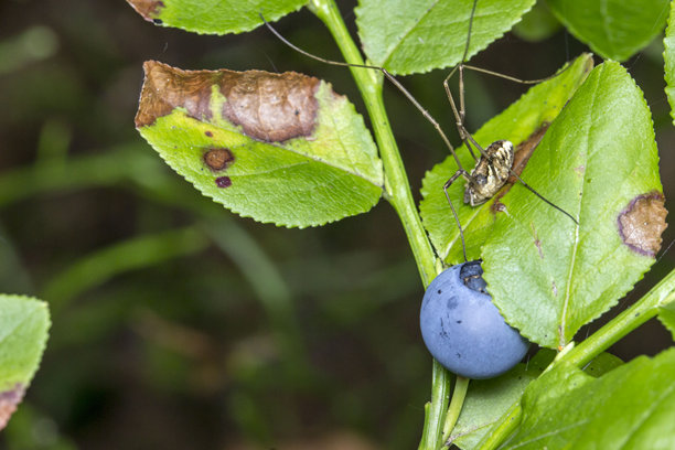 模糊背景上的蓝莓。浆果的微距照片。药用浆果。清晰的视野。散景。迷人的浆果。蓝莓。越橘。药用浆果。图片下载