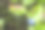 模糊背景上的蓝莓。浆果的微距照片。药用浆果。清晰的视野。散景。迷人的浆果。蓝莓。越橘。药用浆果。图片下载