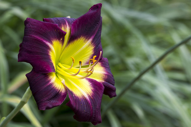 萱草。紫色花朵。色彩丰富的花卉特写照片，背景模糊。自然环境。散景。萱草。黄花萱草。萱草科。图片下载