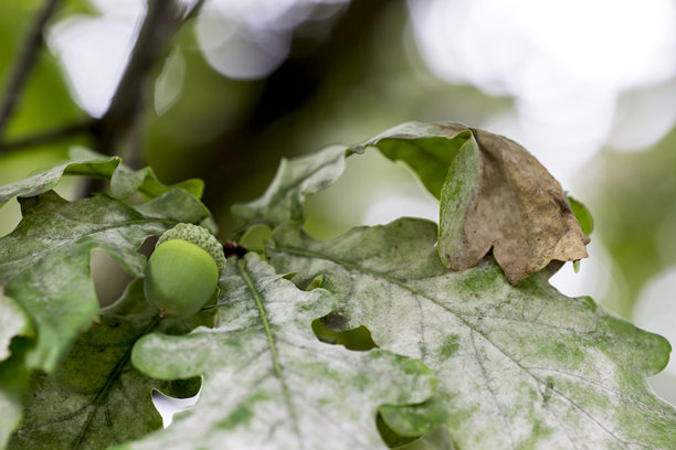 模糊背景中的橡果，带有高光和散景。色彩丰富的橡果特写照片。自然之美。留白空间。橡果。橡树。图片下载