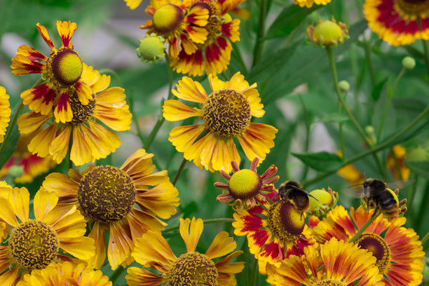黄色和红色的黑心菊花。色彩丰富的花朵特写照片。模糊的背景带有高光和散景。留有文字空间。自然之美。黑心菊杂交种。黑心菊。比德梅尔。切尔西。图片下载