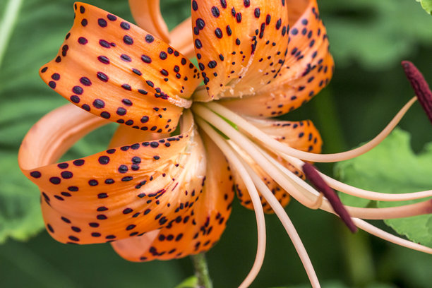 百合 lanceolate。色彩丰富、细节清晰的宏观花卉照片，背景模糊，带有高光和散景。留有文字空间。自然之美。特写。虎百合。百合。百合科。 lancifolium 百合。图片下载