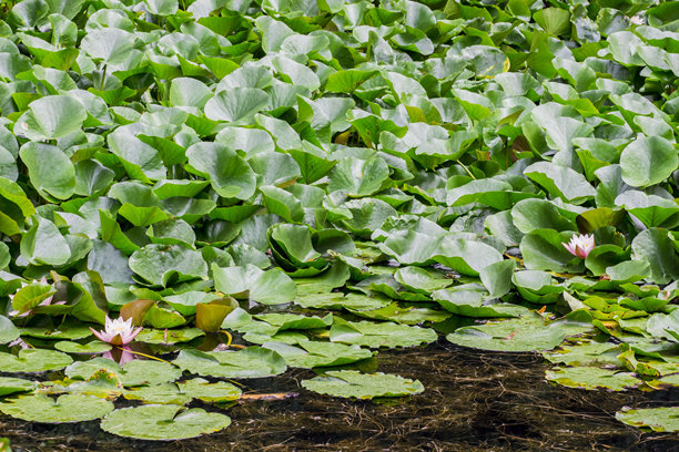 盛开的莲花在杂草丛生的池塘上。色彩丰富、细节清晰的花朵特写照片。模糊的背景带有高光和散景效果。留有文字空间。自然之美。特写镜头。图片下载