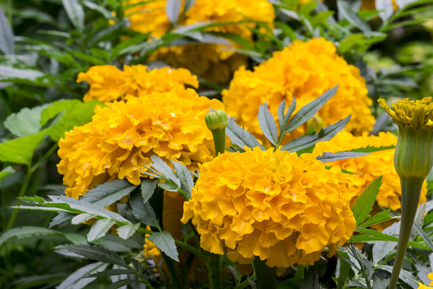 万寿菊。黄色花朵。色彩丰富的花朵特写宏观照片。模糊背景带有高光，散景效果。留有文字空间。特写。万寿菊。万寿菊。藏红花。图片下载