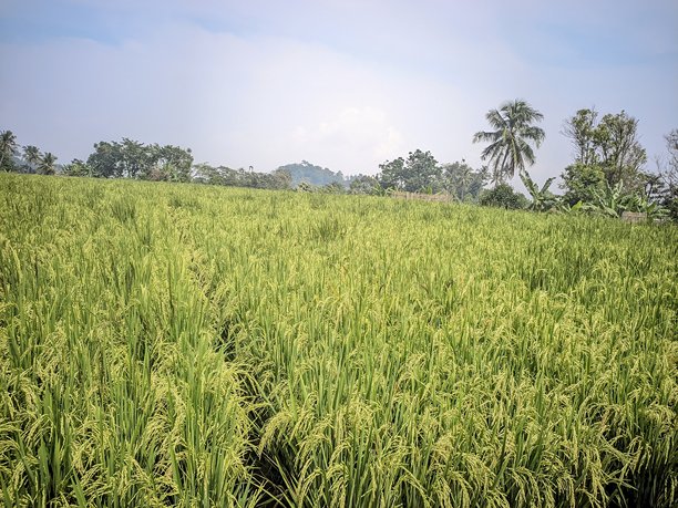 印度尼西亚稻田的美丽迷人景色照片图片下载