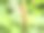 村庄花园中小昆虫的各种微距照片图片下载