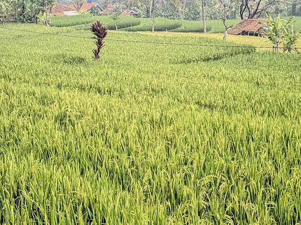 印度尼西亚稻田的美丽景色照片图片下载