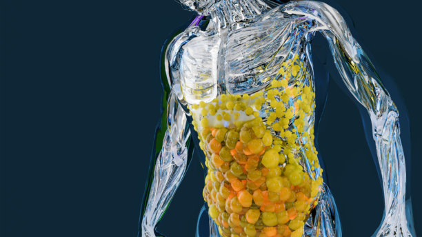 解剖学肌肉组织生长，减肥比较，健美或举重训练，运动员身体，健美健身补剂，减肥过程，腹部脂肪燃烧，3D渲染图片下载