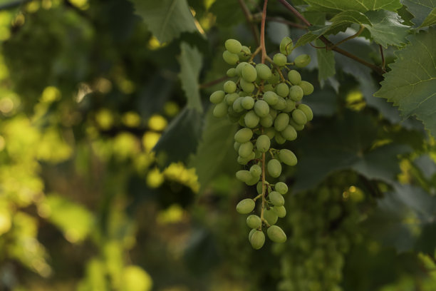 夏季葡萄园栖息地中新鲜绿色葡萄（Vitis vinifera）聚集在藤上，特写镜头，浅景深，自然光和柔和的散景背景，适合农业库存照片。图片下载