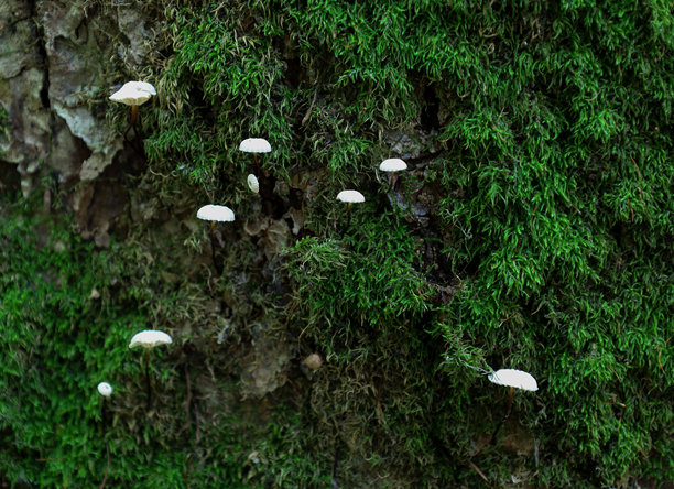 小白蘑菇生长在完全被鲜绿色苔藓覆盖的树干上。这张图片展示了野生动物的细节，营造出一个童话般的神秘画面。图片下载
