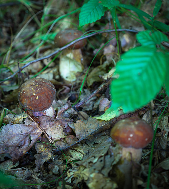三朵牛肝菌在森林空地的干叶子中生长。它们深棕色的帽子像秋天的滴落。照片传达出宁静的感觉和野生动物的美，完美展示了森林的丰富。图片下载
