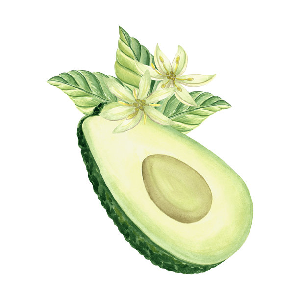 半边切开的鳄梨，配有叶子和花的水彩插图，适用于食品或化妆品设计。手绘的热带异国水果，素食午餐健康饮食。绿色蔬菜植物。图片下载