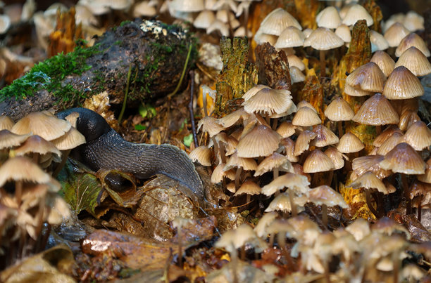 这张特写镜头展示了一只蜗牛缓慢地在众多细长茎的蘑菇之间移动。照片传达了森林地面的丰富性和多样性，每个元素都是充满生命和湿气的单一生态系统的一部分。图片下载