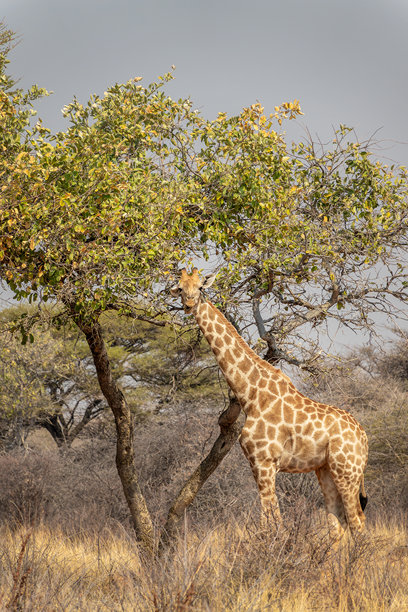 正面照片中，一只搞笑的长颈鹿在非洲纳米比亚的草原树旁，展现野生动物和游戏驱动的场景。图片下载
