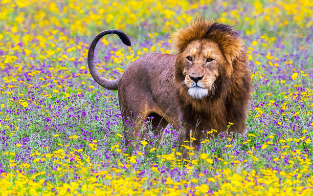 美丽的坦桑尼亚野生动物图片图片下载