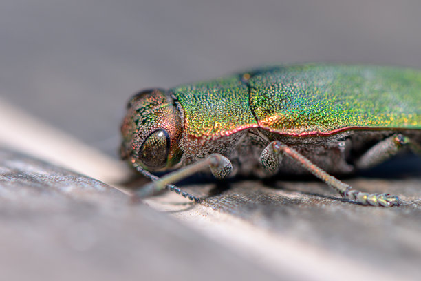 色彩斑斓的宝石甲虫，闪耀的绿色鞘翅 - 微距照片图片下载
