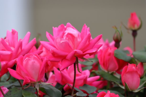 美丽的粉色玫瑰在模糊背景的花园中，库存照片图片下载