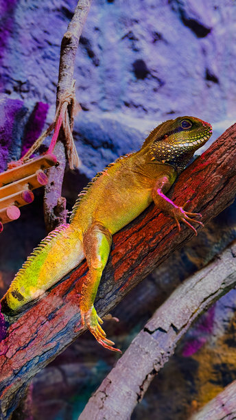 一只羊在绿色草地上吃草的特写，背景中有一群羊在吃草。柔和温暖的光线。高质量照片。图片下载