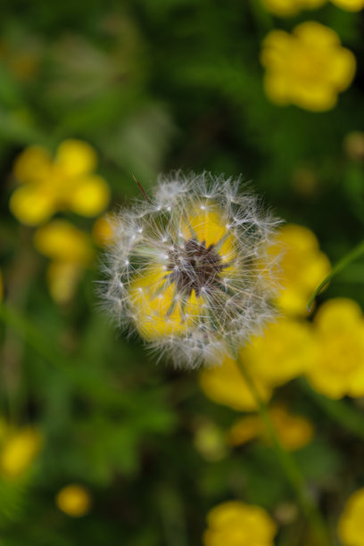 一张不寻常的特写照片，展示了蒲公英的种子似乎直接从一朵明亮的黄色花朵上生长出来，形成了一幅独特而引人注目的画面。图片下载