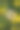 一张不寻常的特写照片，展示了蒲公英的种子似乎直接从一朵明亮的黄色花朵上生长出来，形成了一幅独特而引人注目的画面。图片下载