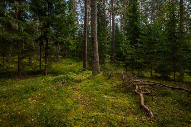 苔藓覆盖的针叶夏季森林。自然林地风景照片，展示松树、冷杉和郁郁葱葱的绿色苔藓。图片下载