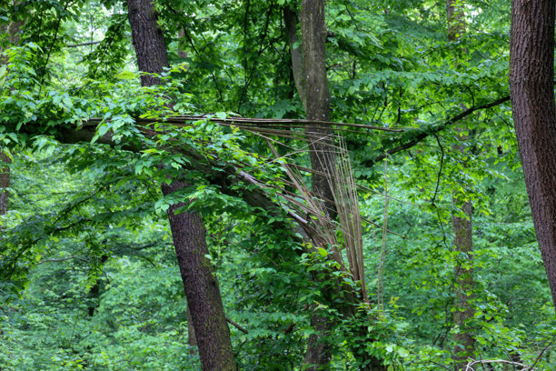一张明亮而宁静的森林照片，阳光透过树木浓密的枝叶洒下。画面展现了夏日森林的美丽，郁郁葱葱的绿意和清新的气息。图片下载