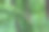 一张明亮而宁静的森林照片，阳光透过树木浓密的枝叶洒下。画面展现了夏日森林的美丽，郁郁葱葱的绿意和清新的气息。图片下载