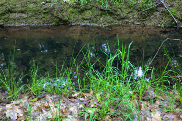 一张清晰的微距照片，展示了一条小溪流经森林的景象。前景中鲜亮的绿色草坪与深色的水面和倒影形成对比，营造出一个生动自然的场景。图片下载